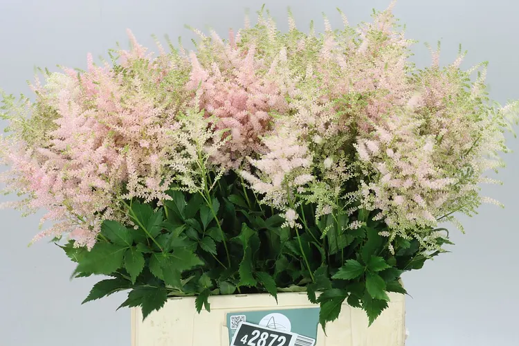 Astilbe Europa 70 cm