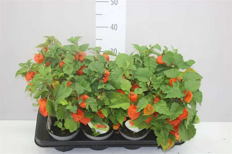 Physalis Alkekengi črepník 12 cm