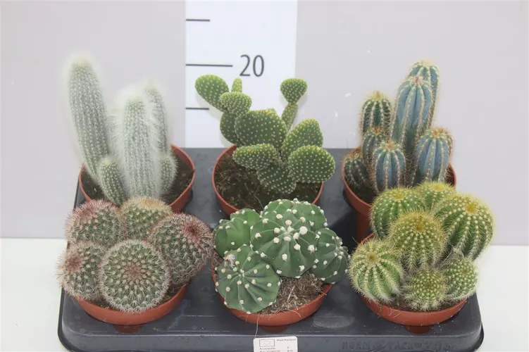 Kaktus mix črepník 12 cm