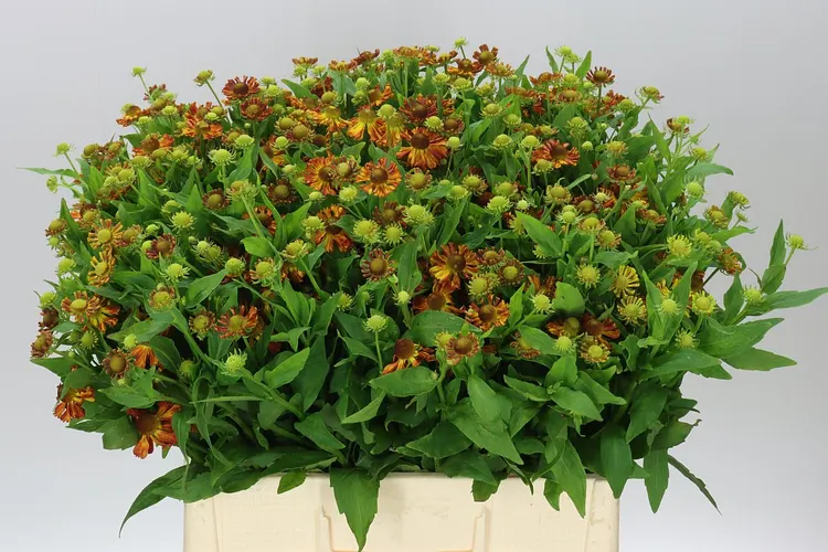 Helenium Ov Orange 65 cm