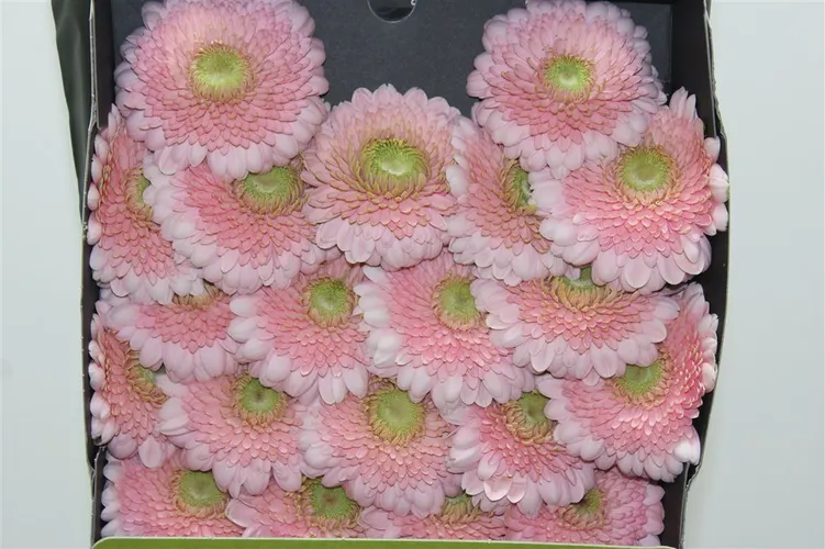 Germ D P Panucci 55 cm