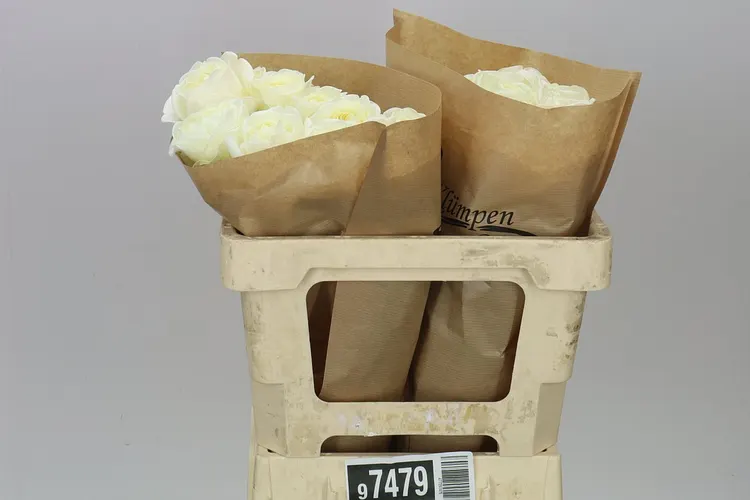 Rosa Gar Chic White! 50 cm