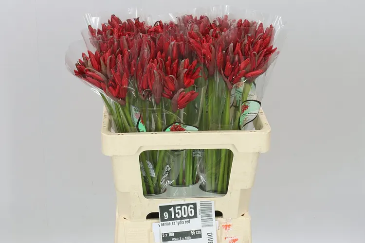 Nerine Sa Lydia Red 55 cm