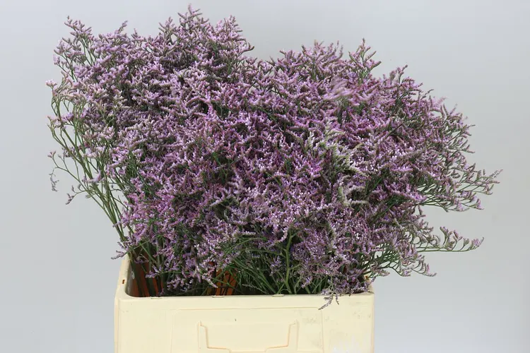 Lim. Saf Lilac 70 cm