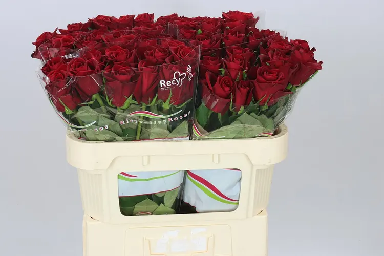 Rosa Gr Ever Red 70 cm