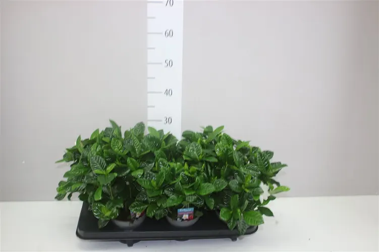 Gardenia Jasminoides črepník 13 cm