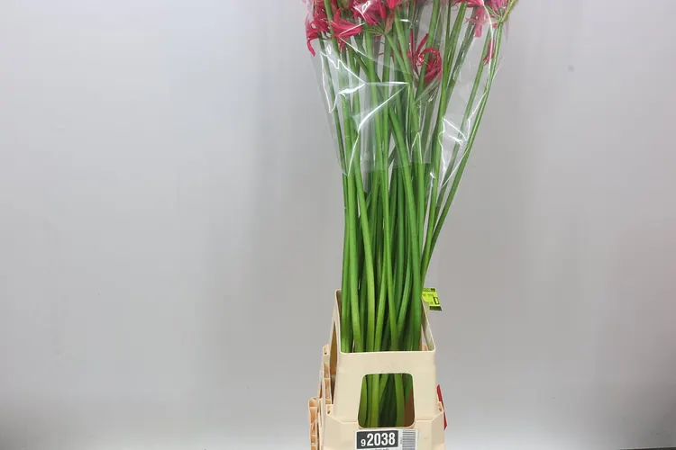 Nerine Co Desi Artistic 90 cm