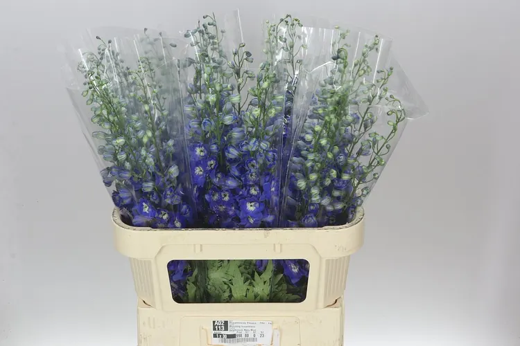 Stračonôžka Elatum Navy Blue 80 cm