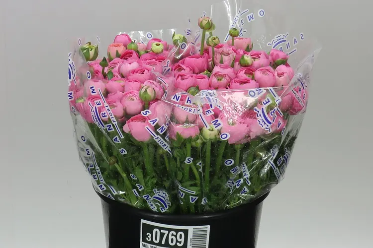 Iskerník Pink 40 cm
