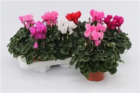 Cyclamen Super Allure Gemengd črepník 10,5 cm