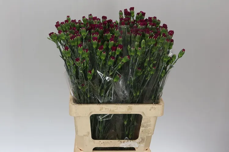 Karafiát trsový Purple, Kolumbia 60 cm