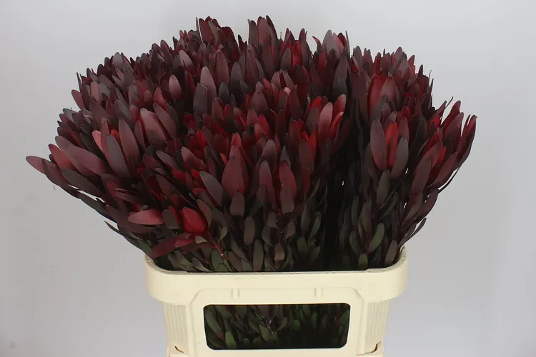 Leucadendron Safari Sunset 80 cm