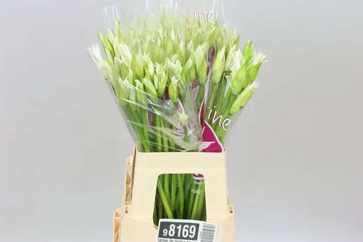Nerine Bo Bianca Perla 60 cm