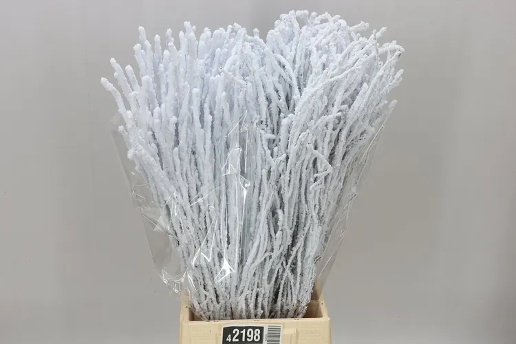 Breza Snow 70 cm