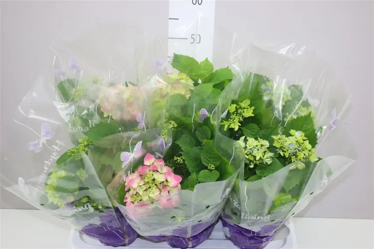 Hydrangea Gemengd 5-7 črepník 14 cm