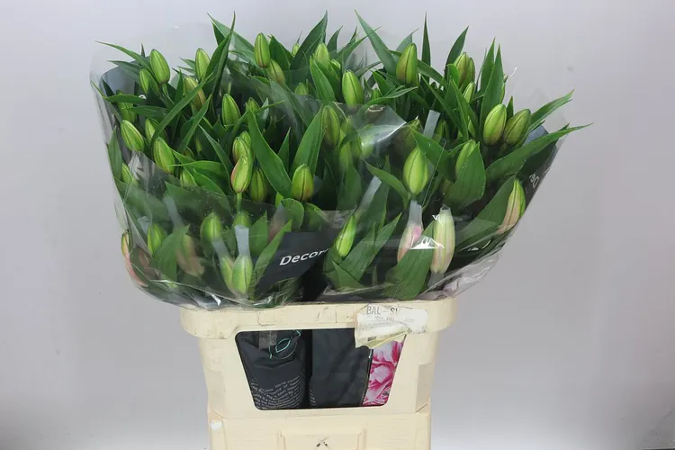 Ľalia orientálna Roselily Viola ( Double ) 90 cm
