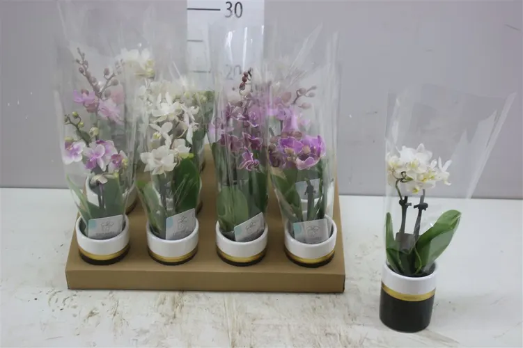 Orchidea Phalaenopsis Mini mix v keramike, 2 výhony črepník 6 cm