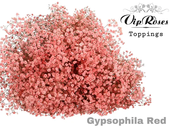 Gyps Pa Red 80 cm