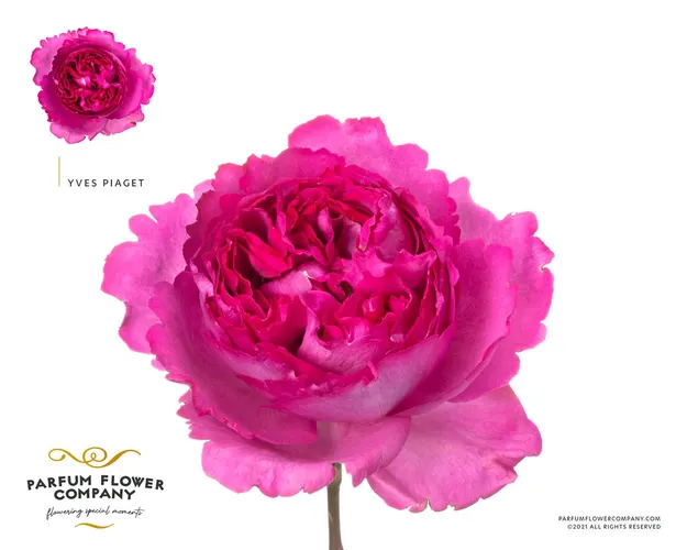 Ruža záhradná Scented Yves Piaget 50 cm