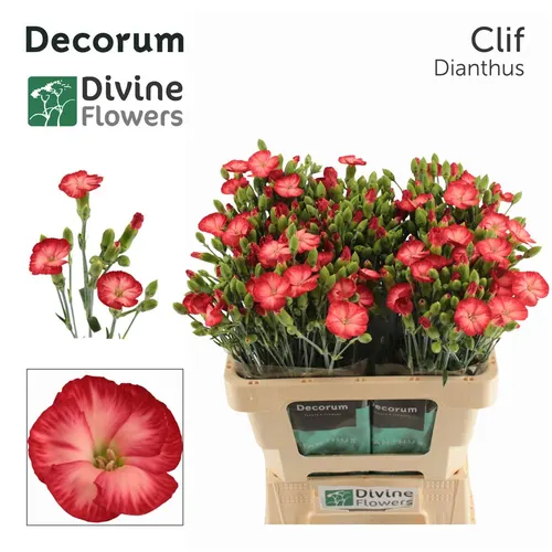 Di Solomio Clif 60 cm