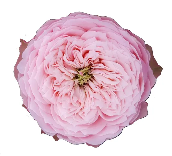 Rosa Gar Northange Abbey 60 cm