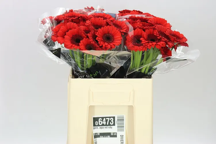 Germini Aqua Red Ruby 50 cm