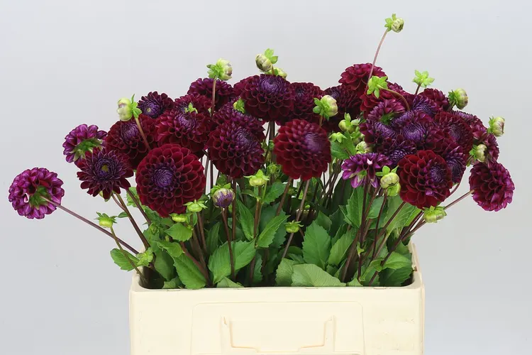 Dahlia Ivannetti 55 cm