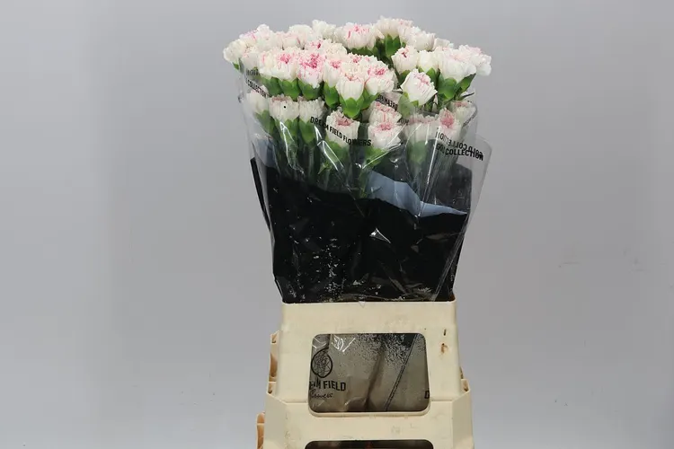 Karafiát Yucari Cherry 65 cm