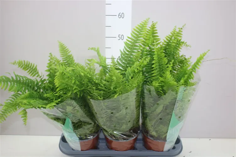 Nephrolepis Green Moment črepník 17 cm