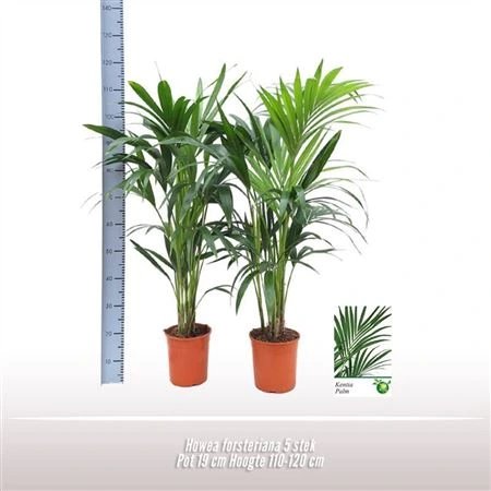Howea Forsteriana črepník 19 cm