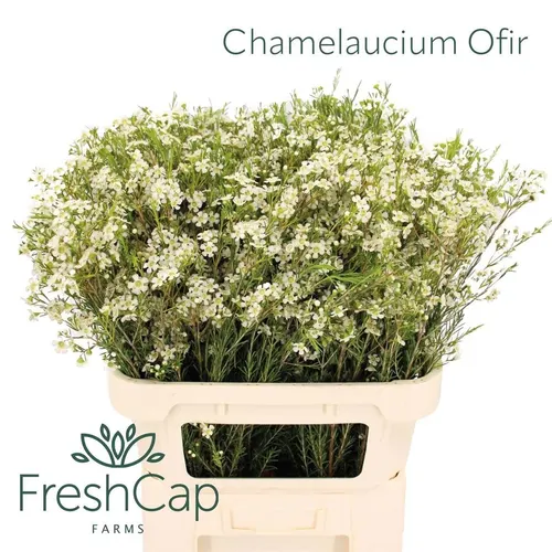 Chame Wax Ofir 80 cm