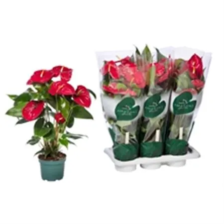 Anturium črepníkové (Anthurium Plants)