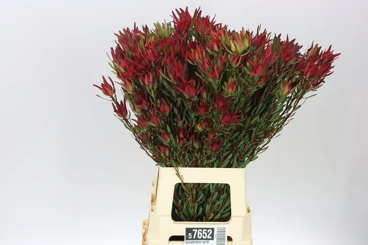 Leucadendron Sal Blush Spray 70 cm