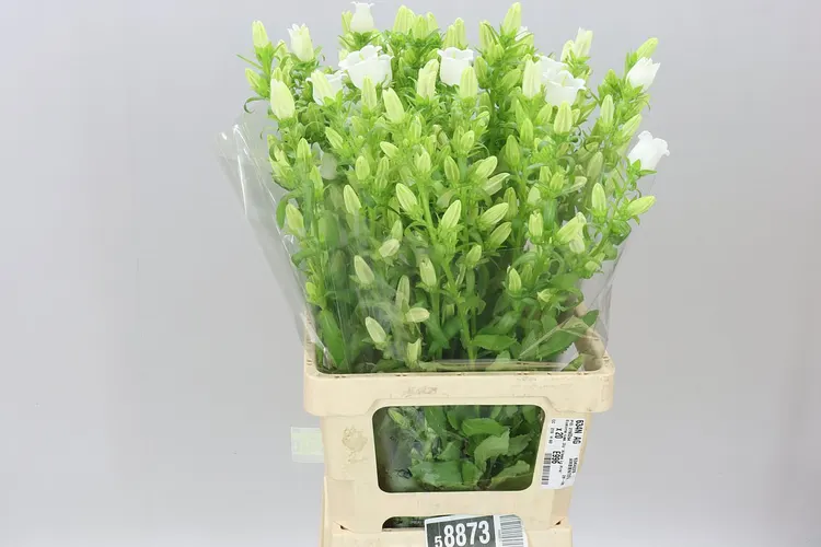 Camp M Champion White 70 cm