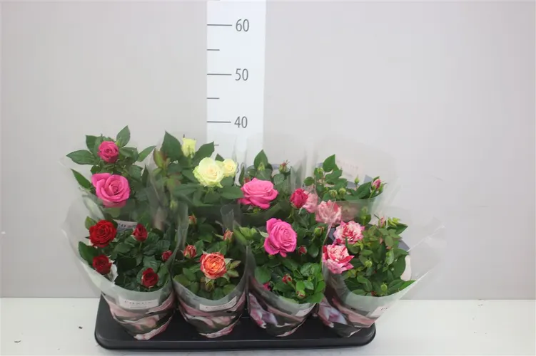 Rosa Patio Gemengd črepník 13 cm
