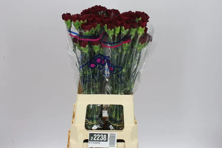 Karafiát Burgundy 70 cm