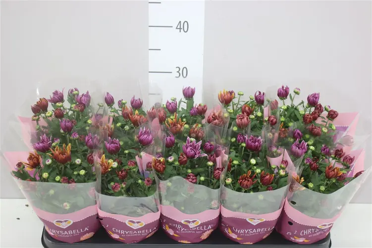 Chrysanth Artistic Jeff Carnaval črepník 12 cm