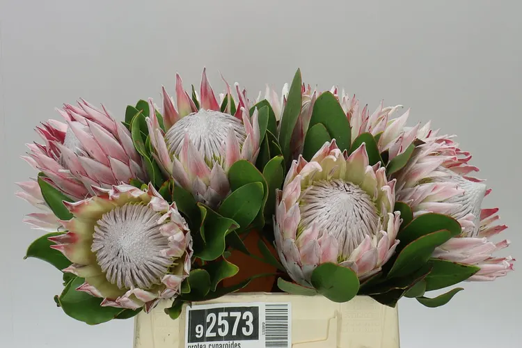 Protea Cynaroides 40 cm