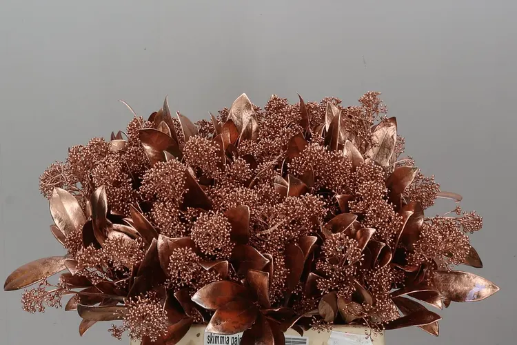 Skimmia farbená Copper 45 cm