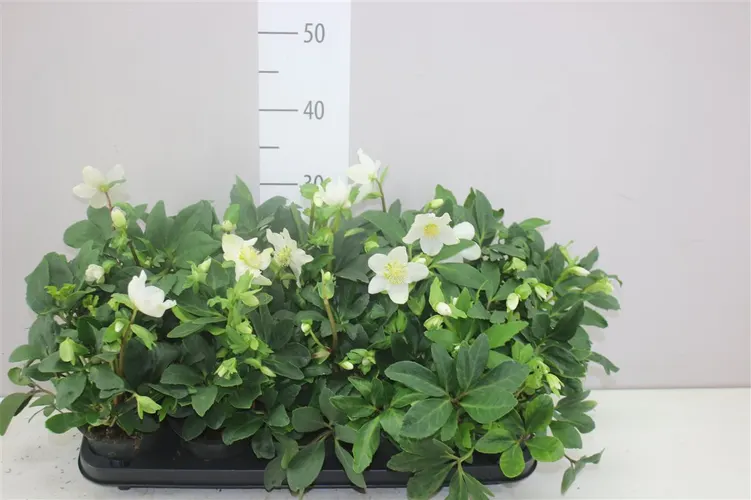 Helleborus N Happy Day 15+ črepník 12 cm