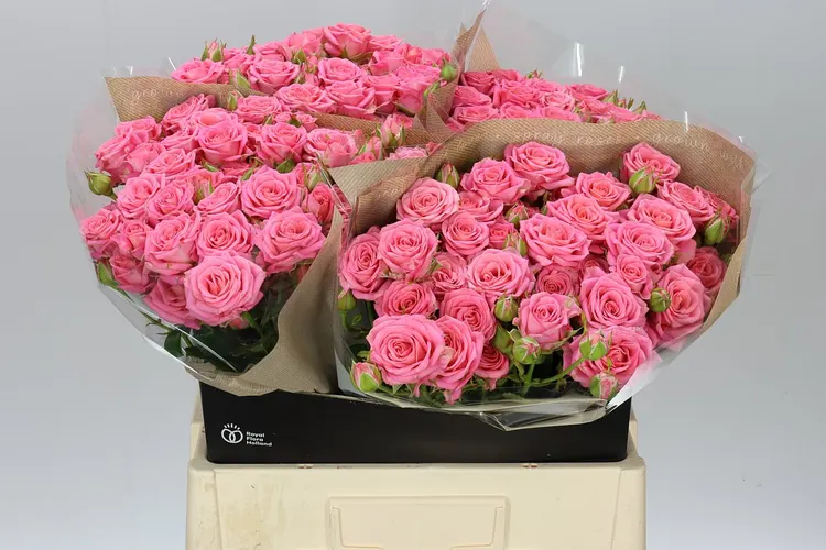 Rosa Tr Emilia 60 cm