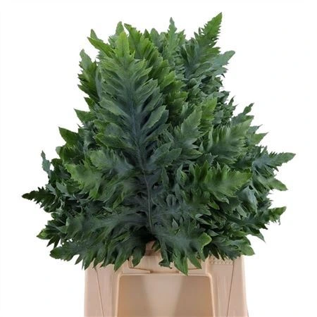 Phlebodium Avana 55 cm