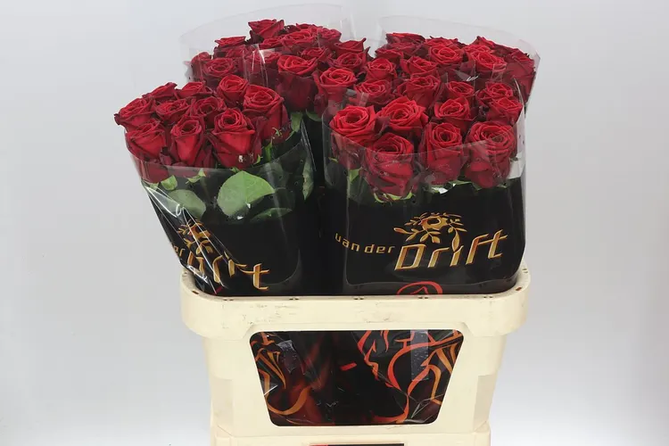 Ruža Red Naomi Drf 80 cm