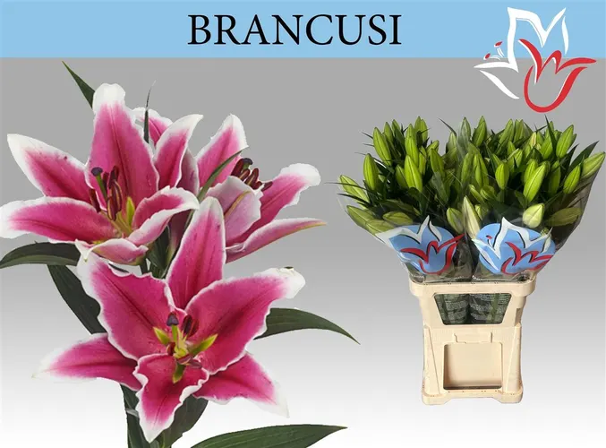 Lil Or Brancusi 105 cm