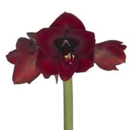 Amarylis Night Fever 75 cm