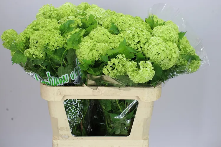 Viburnum Sneeuwbal 80 cm
