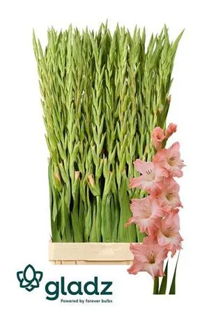 Glad Karma 120 cm