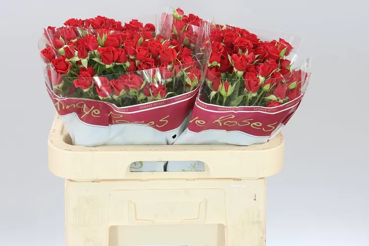 Ruža trsová Mirabel 60 cm
