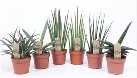 Sansevieria Luxe mix črepník 12 cm