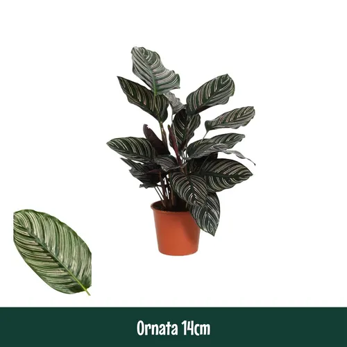 Calathea Ornata črepník 14 cm